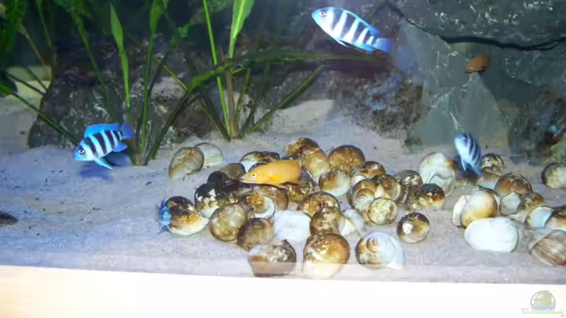 Besatz im Aquarium Neueinrichtung Tanganjika von mattze (14)