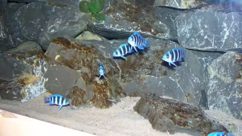 Besatz im Aquarium Neueinrichtung Tanganjika von mattze (17)