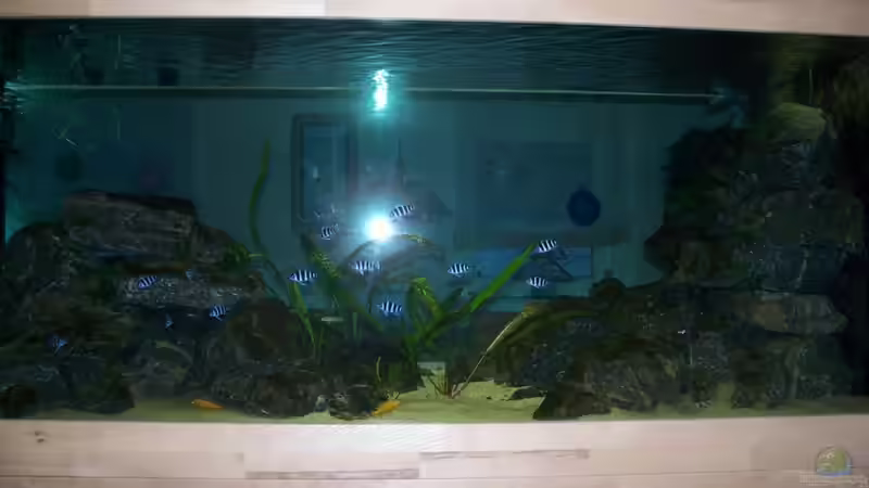 Besatz im Aquarium Neueinrichtung Tanganjika von mattze (18)