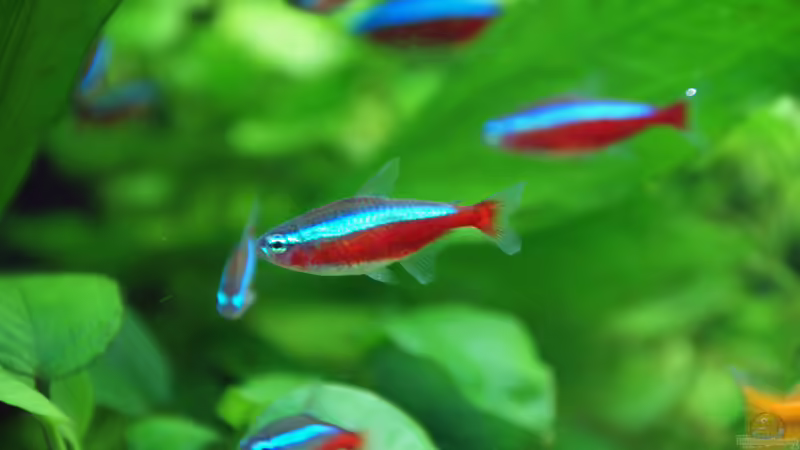 Besatz im Aquarium neuer Traum exsitiert so nicht mehr von Aniram (22)