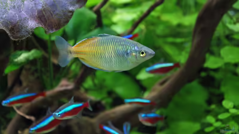 Besatz im Aquarium neuer Traum exsitiert so nicht mehr von Aniram (27)