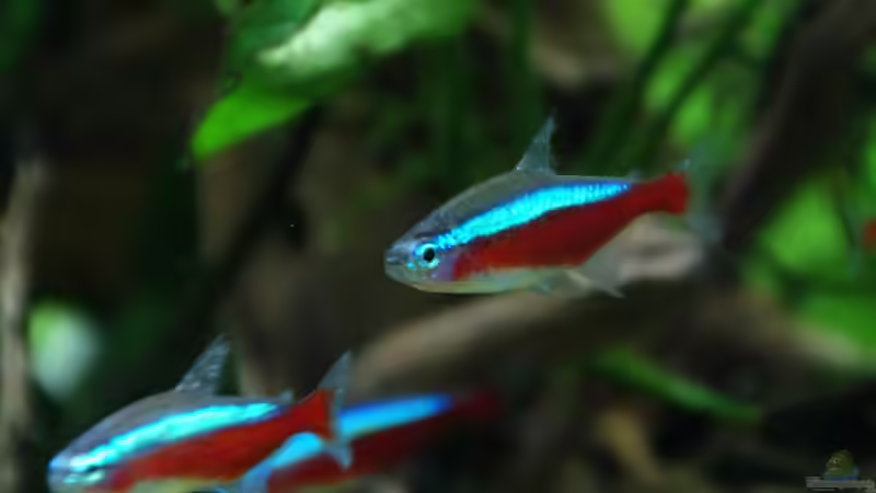 Besatz im Aquarium neuer Traum exsitiert so nicht mehr von Aniram (29)