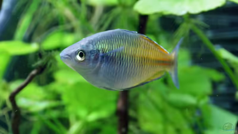 Besatz im Aquarium neuer Traum exsitiert so nicht mehr von Aniram (30)