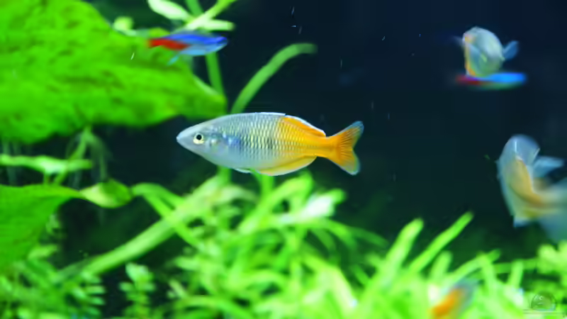 Besatz im Aquarium neuer Traum exsitiert so nicht mehr von Aniram (32)