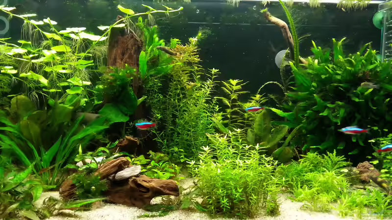 Besatz im Aquarium neuer Traum exsitiert so nicht mehr von Aniram (36)