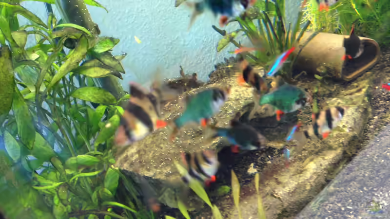Besatz im Aquarium Neues Becken von Andree84 (35)