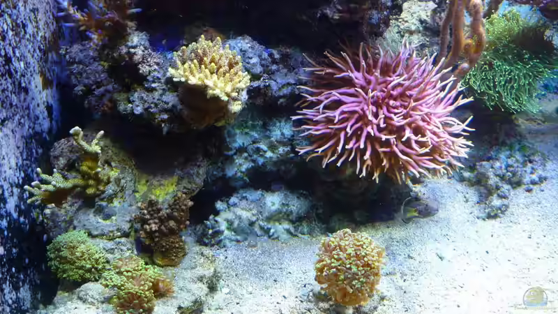 Besatz im Aquarium Neues Becken von Madlen Gajda (10)
