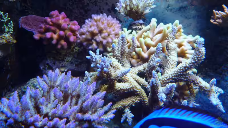 Besatz im Aquarium Neues Becken von Madlen Gajda (11)