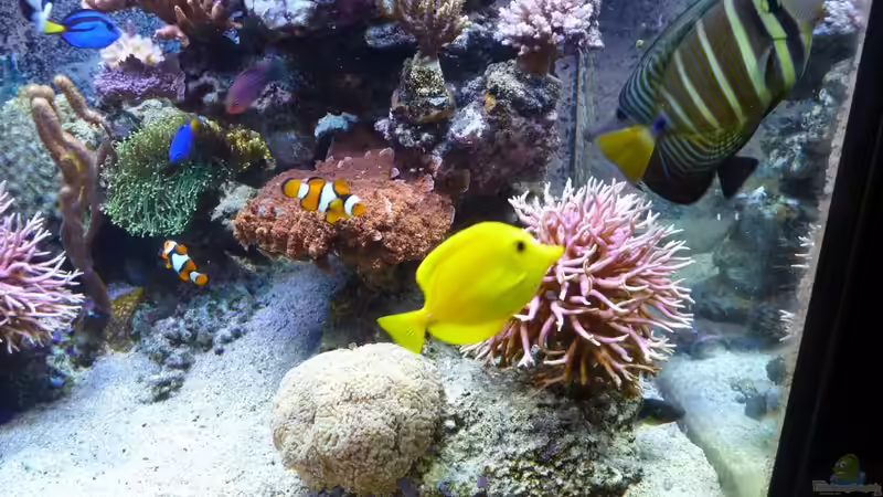 Besatz im Aquarium Neues Becken von Madlen Gajda (13)