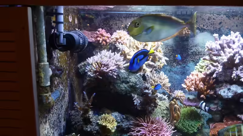 Besatz im Aquarium Neues Becken von Madlen Gajda (14)