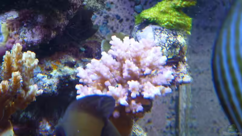 Besatz im Aquarium Neues Becken von Madlen Gajda (8)