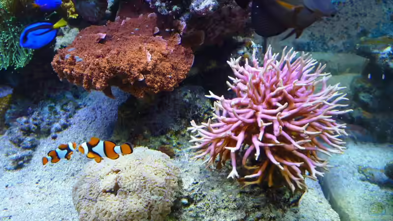 Besatz im Aquarium Neues Becken von Madlen Gajda (9)