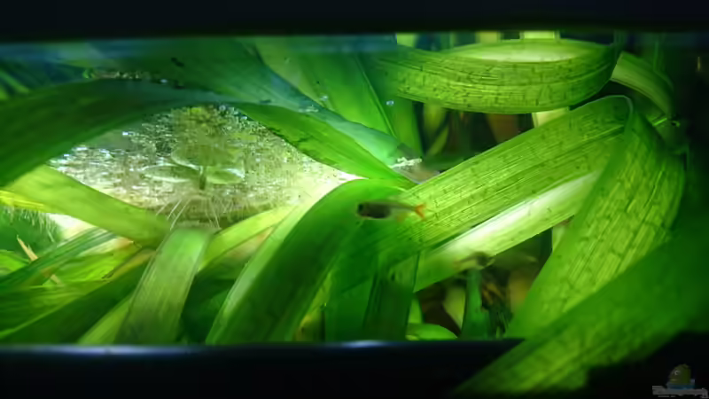 Besatz im Aquarium Neues beni becken von Umpa (5)