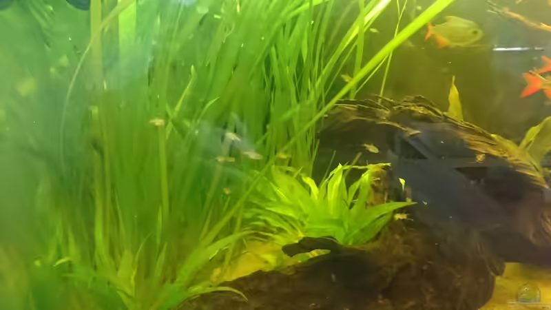 Besatz im Aquarium Neues beni becken von Umpa (6)
