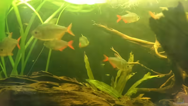 Besatz im Aquarium Neues beni becken von Umpa (7)