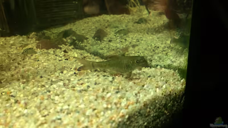 Besatz im Aquarium Neues Design von X-Rayminator (26)