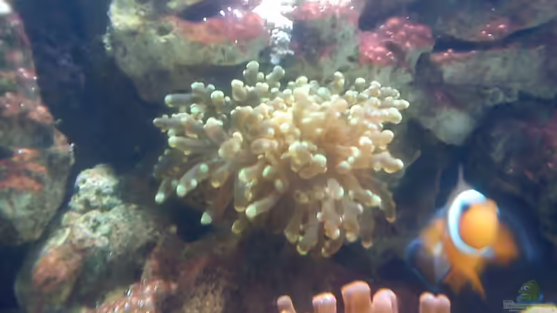 Besatz im Aquarium neues nano von Lennox (3)