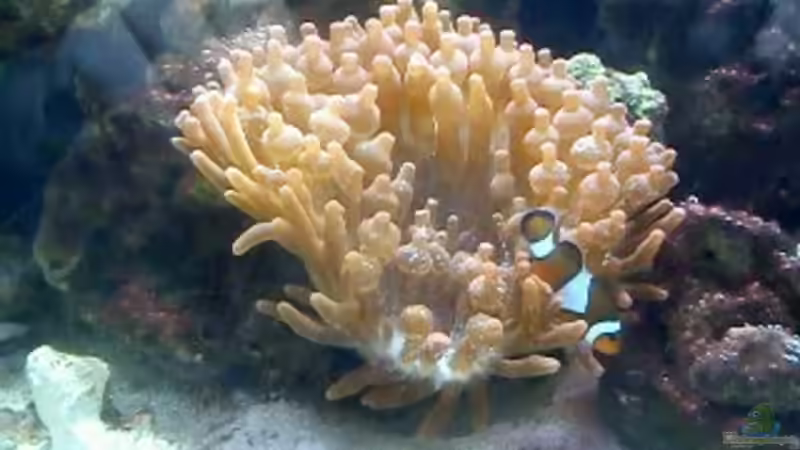 Besatz im Aquarium neues nano von Lennox (4)