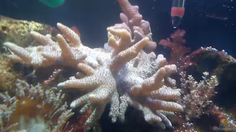 Besatz im Aquarium neues nano von Lennox (5)