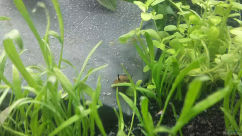 Besatz im Aquarium Neuland von Medusa7 (10)