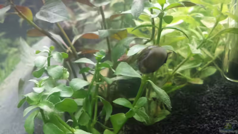 Besatz im Aquarium Neuland von Medusa7 (11)