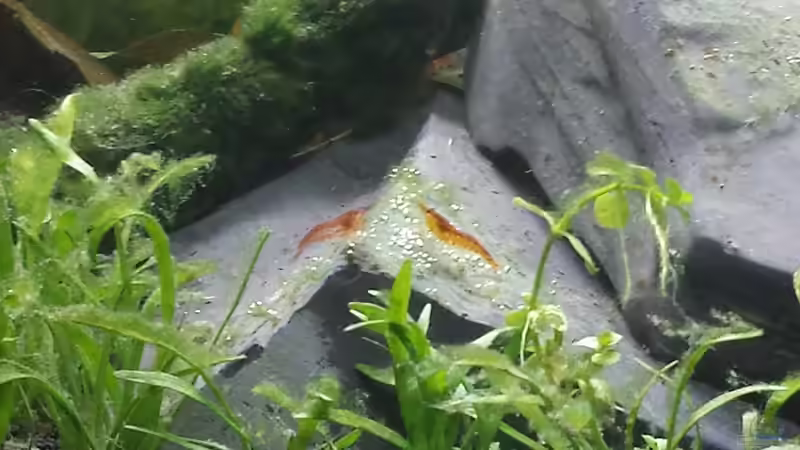 Besatz im Aquarium Neuland von Medusa7 (12)