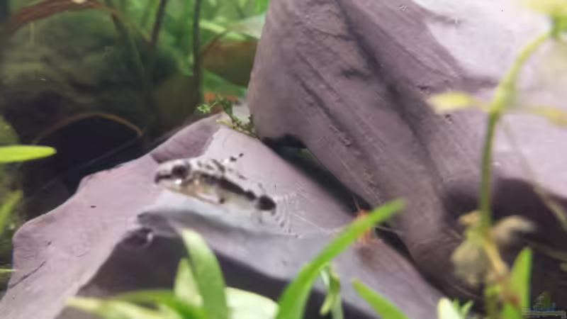 Besatz im Aquarium Neuland von Medusa7 (14)