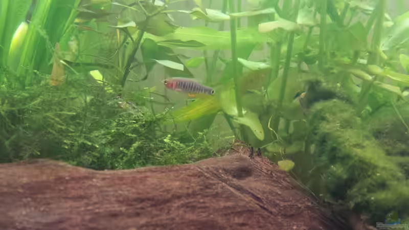 Besatz im Aquarium Neuland von Medusa7 (16)