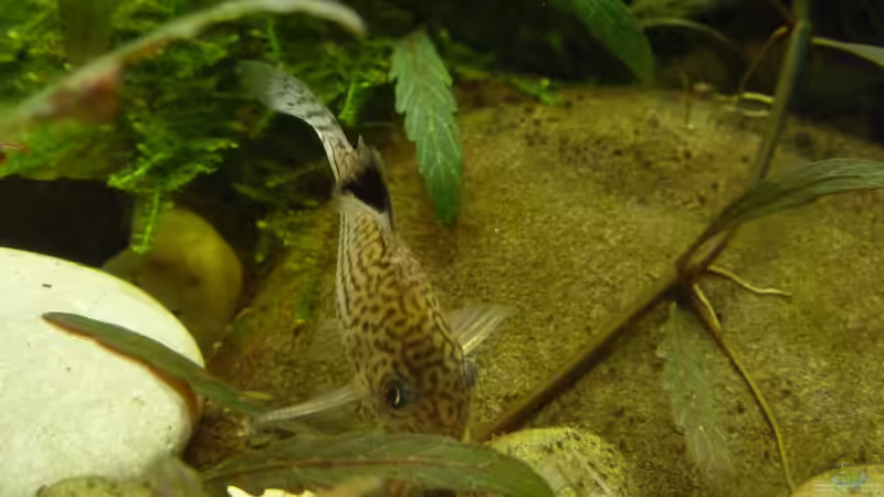 Besatz im Aquarium New Beginning... von Martin W. (35)