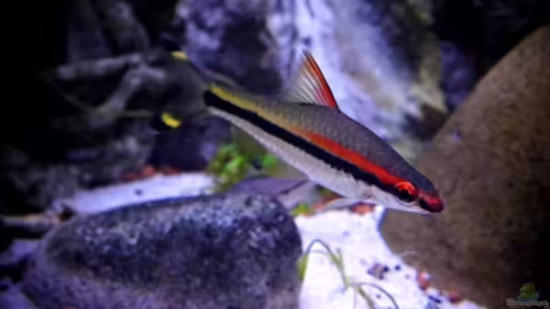 Besatz im Aquarium New Underwater World von snooze (100)