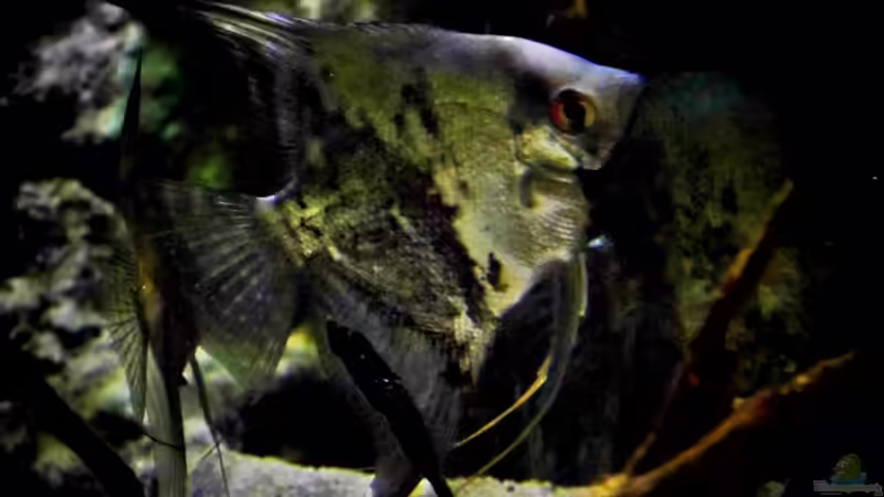 Besatz im Aquarium New Underwater World von snooze (115)