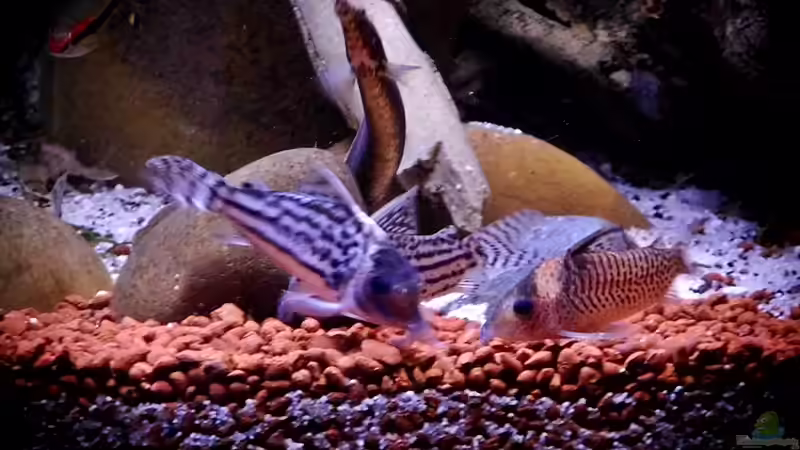 Besatz im Aquarium New Underwater World von snooze (80)