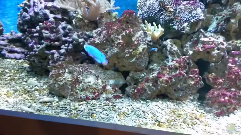 Besatz im Aquarium NewHomeForDoc von Wiege (28)