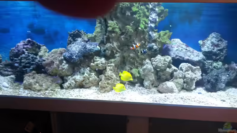 Besatz im Aquarium NewHomeForDoc von Wiege (32)