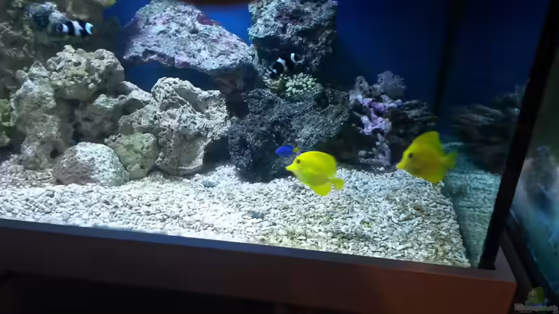 Besatz im Aquarium NewHomeForDoc von Wiege (33)