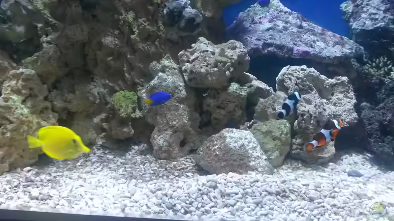 Besatz im Aquarium NewHomeForDoc von Wiege (34)