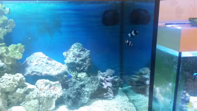 Besatz im Aquarium NewHomeForDoc von Wiege (35)