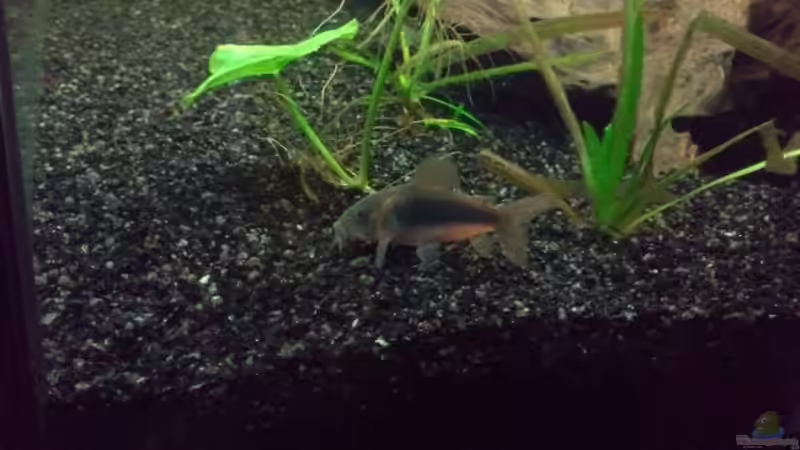 Besatz im Aquarium Niedersachen von Pulle (12)