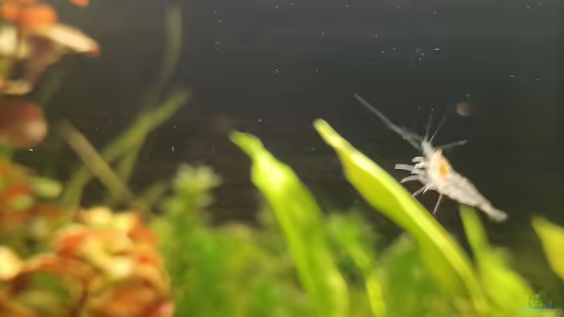 Besatz im Aquarium Niephauser Bachtal von Hamstermaus (11)