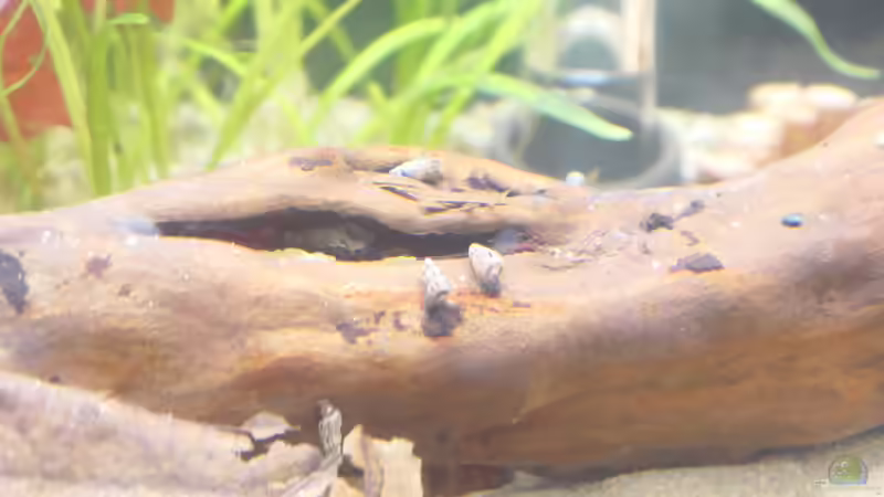 Besatz im Aquarium Niephauser Bachtal von Hamstermaus (9)