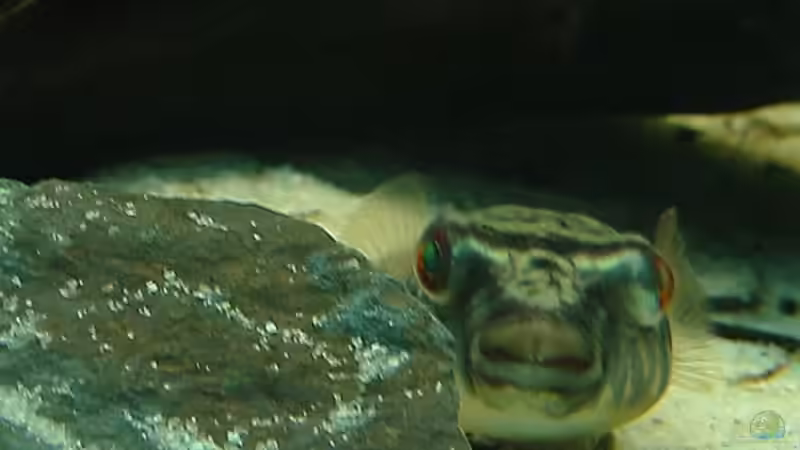 Besatz im Aquarium Nilkugelfisch-Artbecken von Christina Studt (10)