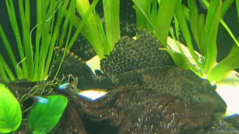 Besatz im Aquarium Nilkugelfisch-Artbecken von Christina Studt (11)