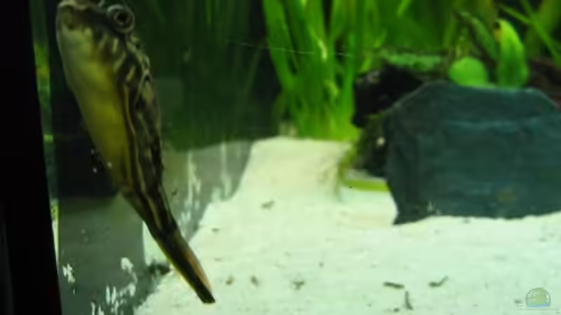 Besatz im Aquarium Nilkugelfisch-Artbecken von Christina Studt (8)