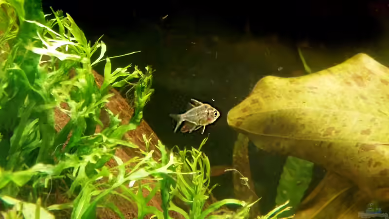 Besatz im Aquarium Nimmerland von miss_underwaterlove (3)