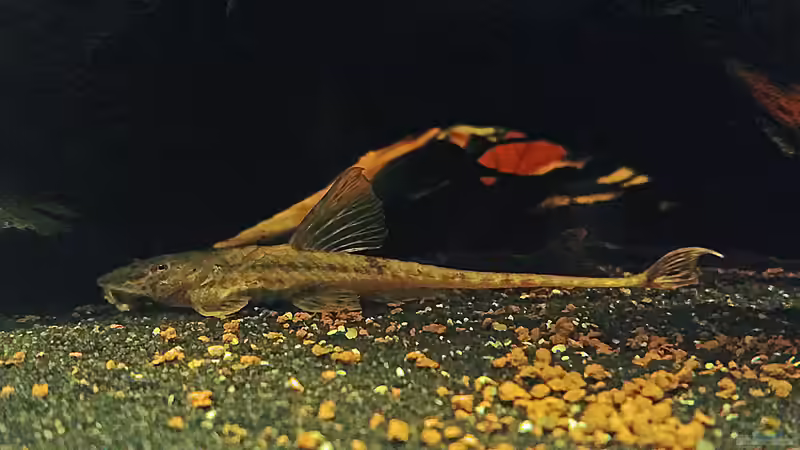 Besatz im Aquarium Nimmerland von miss_underwaterlove (4)