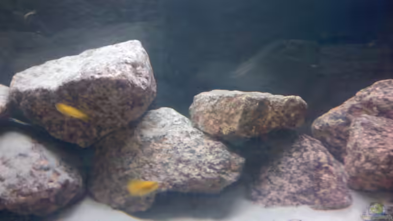 Besatz im Aquarium Nkatha Bay von Shart (10)