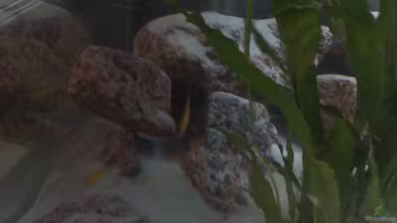 Besatz im Aquarium Nkatha Bay von Shart (9)