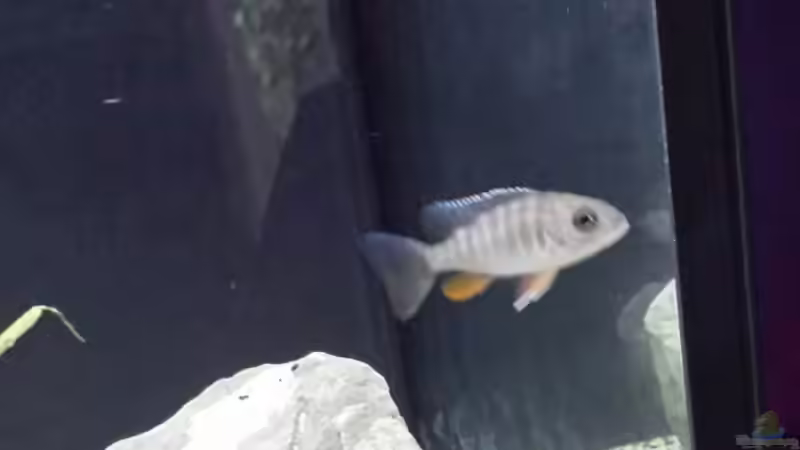 Besatz im Aquarium Non  , Becken 34006 von Kevin Engelsberger (16)