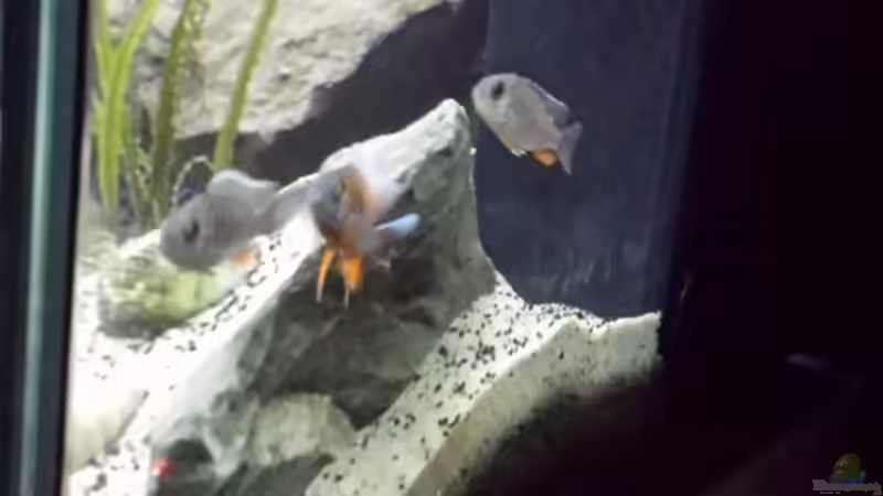 Besatz im Aquarium Non  , Becken 34006 von Kevin Engelsberger (17)