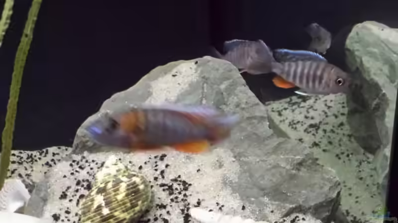 Besatz im Aquarium Non  , Becken 34006 von Kevin Engelsberger (18)